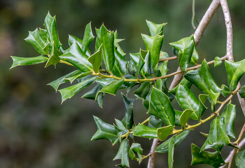 Ilex cornuta