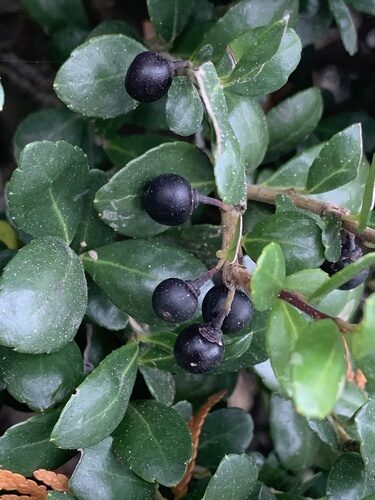 Ilex crenata (Japanese Holly) — photo
