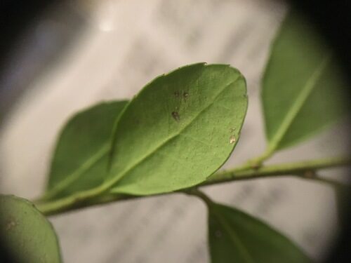 Ilex crenata (Japanese Holly) — photo
