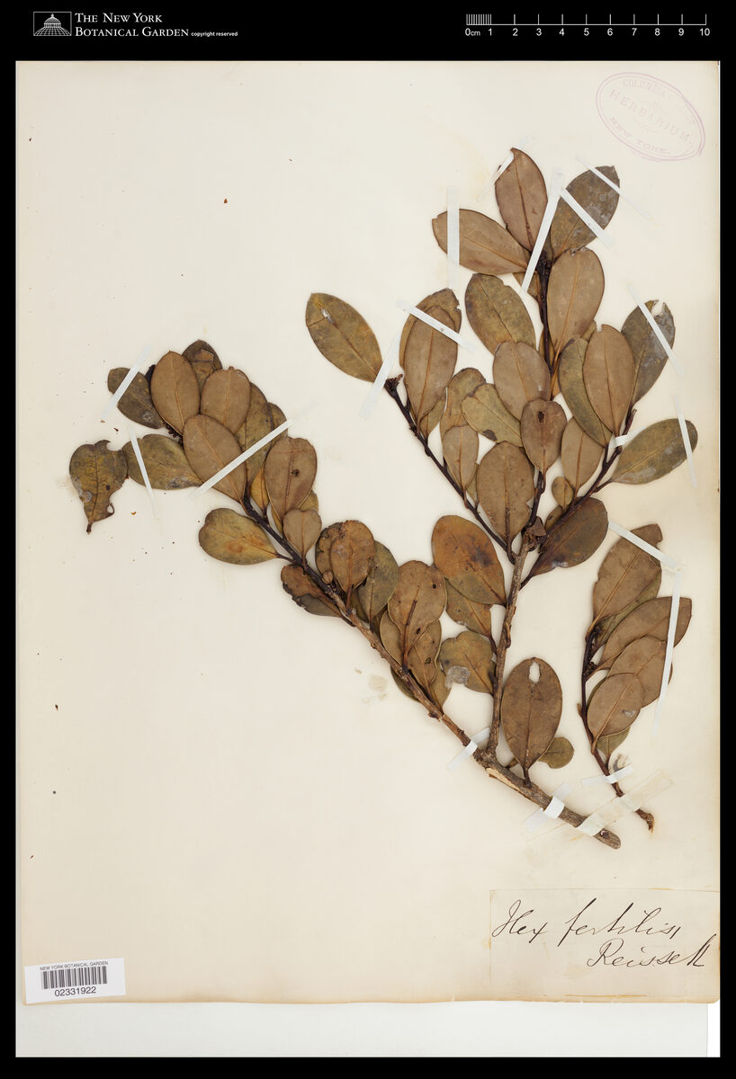 Ilex fertilis — photo