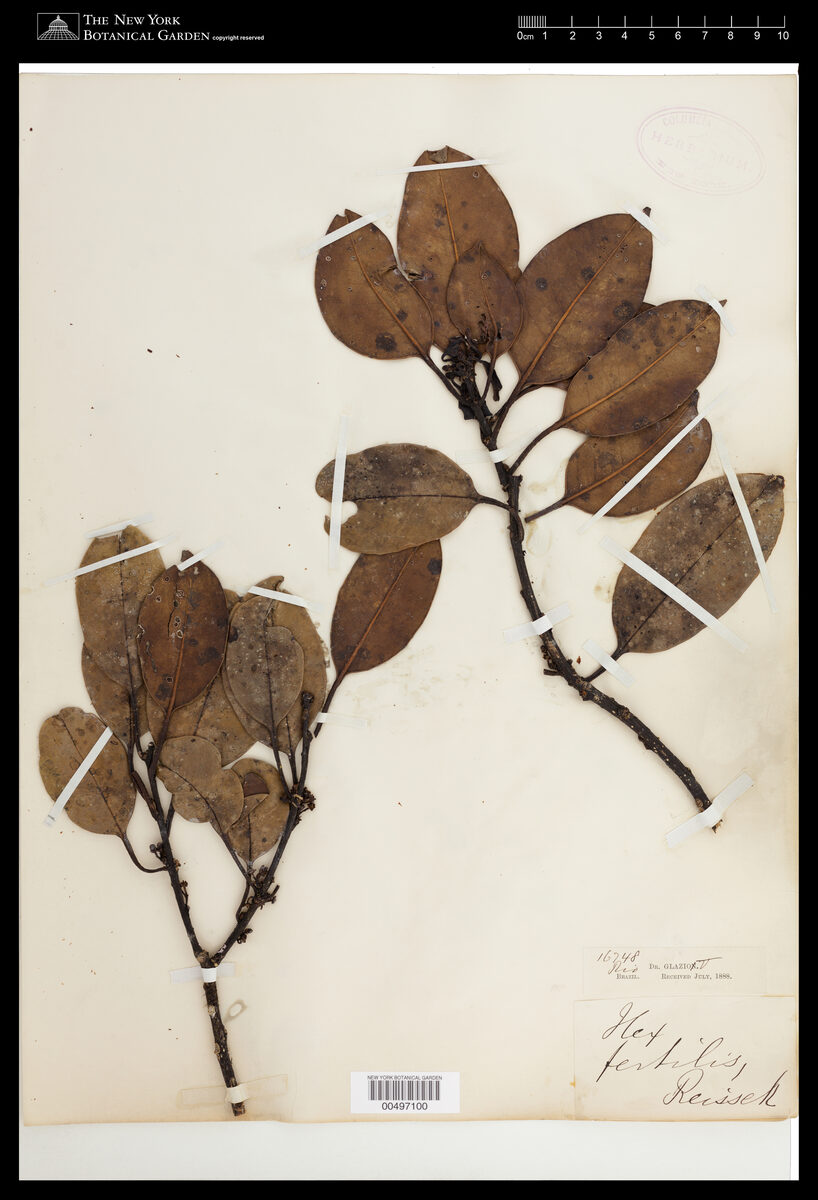 Ilex fertilis