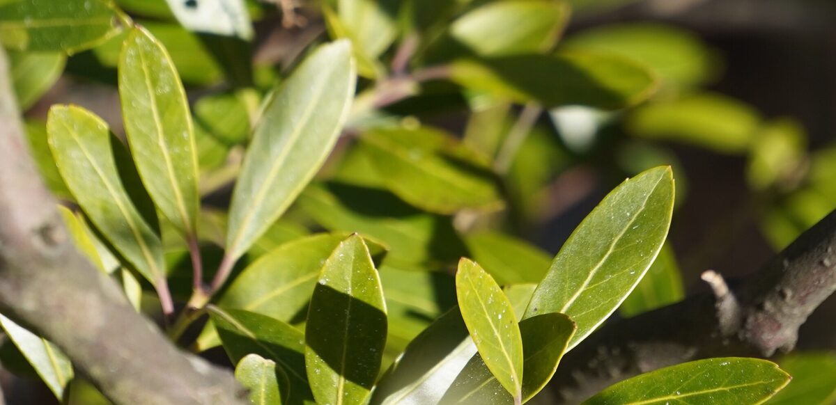 Ilex glabra - (L.)A.Gray. (Inkberry) — photo