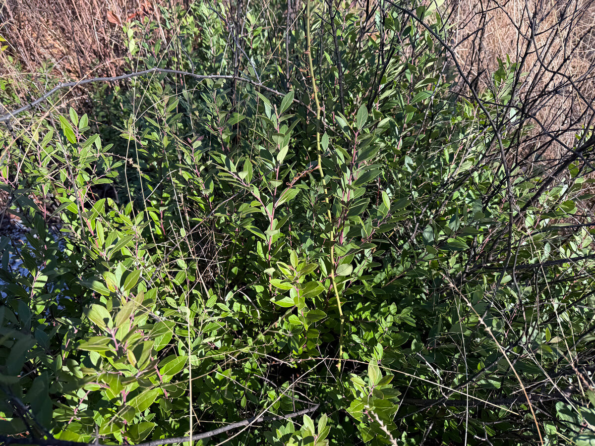 Ilex glabra - (L.)A.Gray. (Inkberry) — photo
