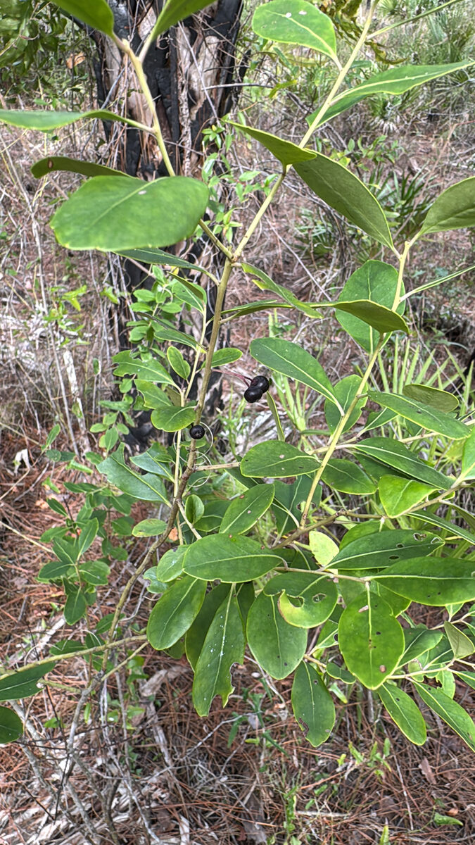 Ilex glabra - (L.)A.Gray.