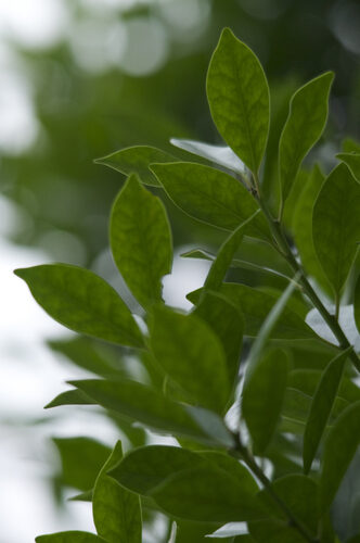 Ilex integra (Mochi Tree) — photo
