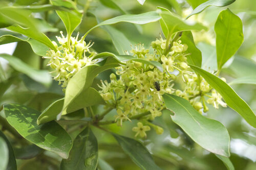 Ilex integra