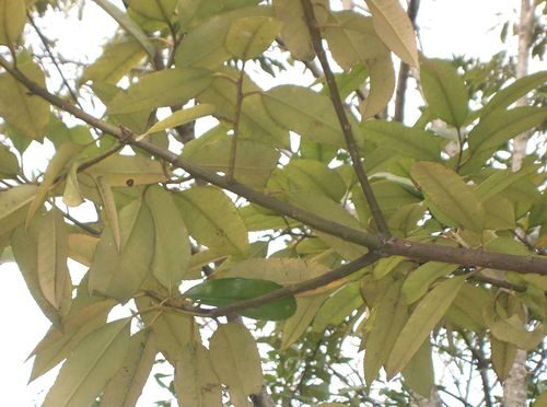 Ilex latifolia (Tarajo) — photo