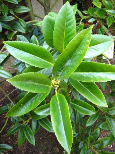 Ilex latifolia