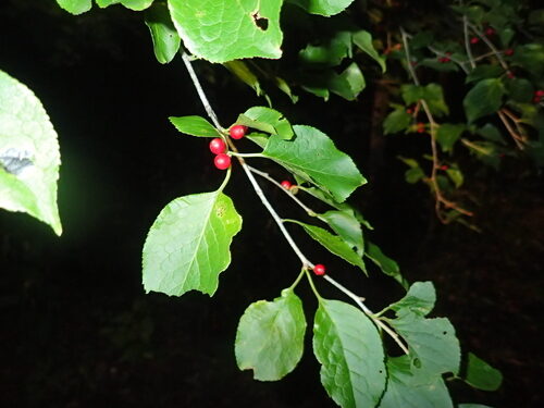 Ilex macropoda — photo