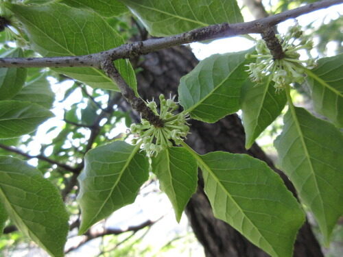 Ilex macropoda — photo