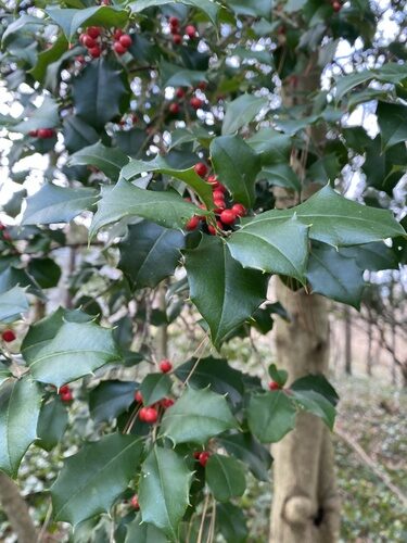 Ilex opaca (American Holly) — photo