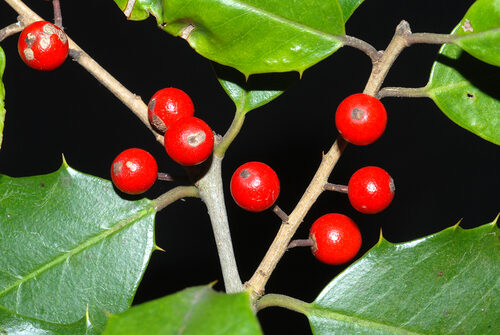 Ilex opaca (American Holly) — photo