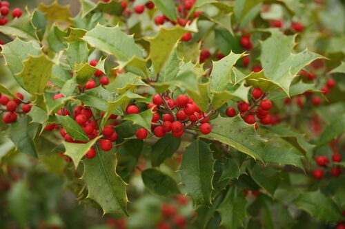 Ilex opaca