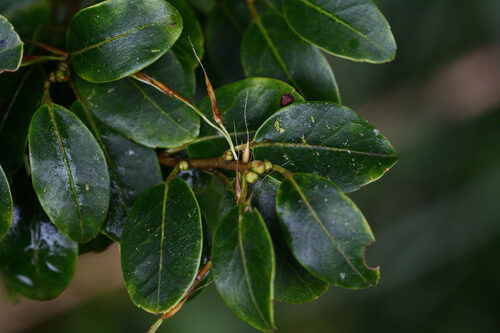 Ilex pedunculosa