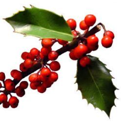 Ilex scabridula