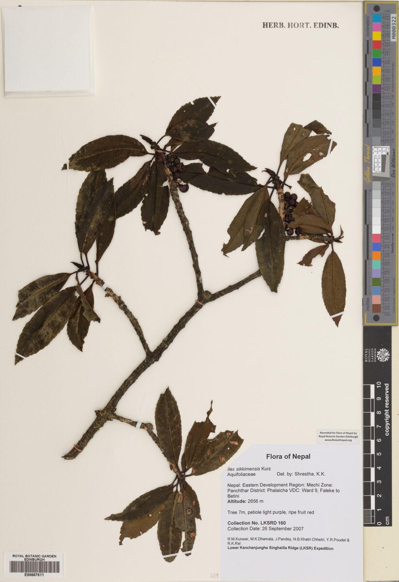 Ilex sikkimensis — photo