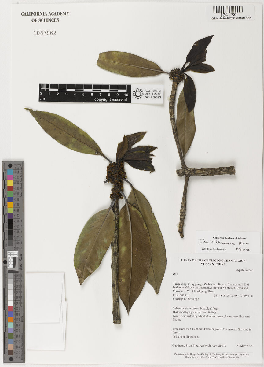 Ilex sikkimensis — photo