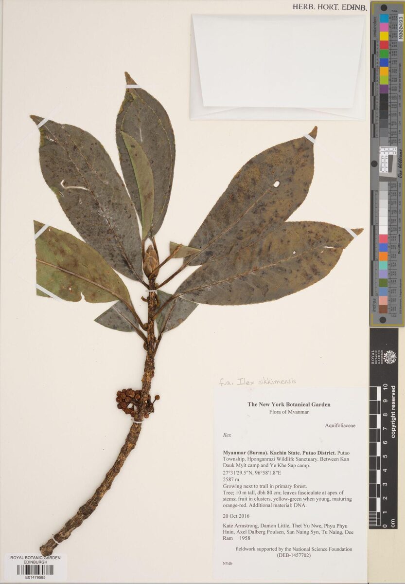 Ilex sikkimensis
