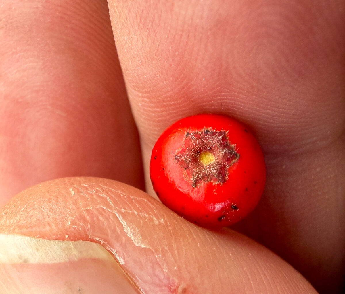 Ilex verticillata - (L.)A.Gray. (Winterberry) — photo