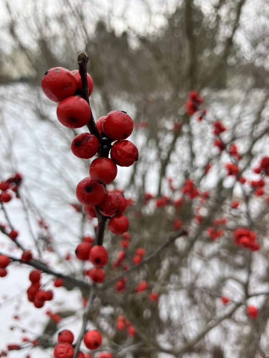 Ilex verticillata - (L.)A.Gray. (Winterberry) — photo