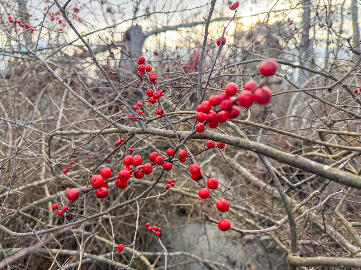 Ilex verticillata - (L.)A.Gray.