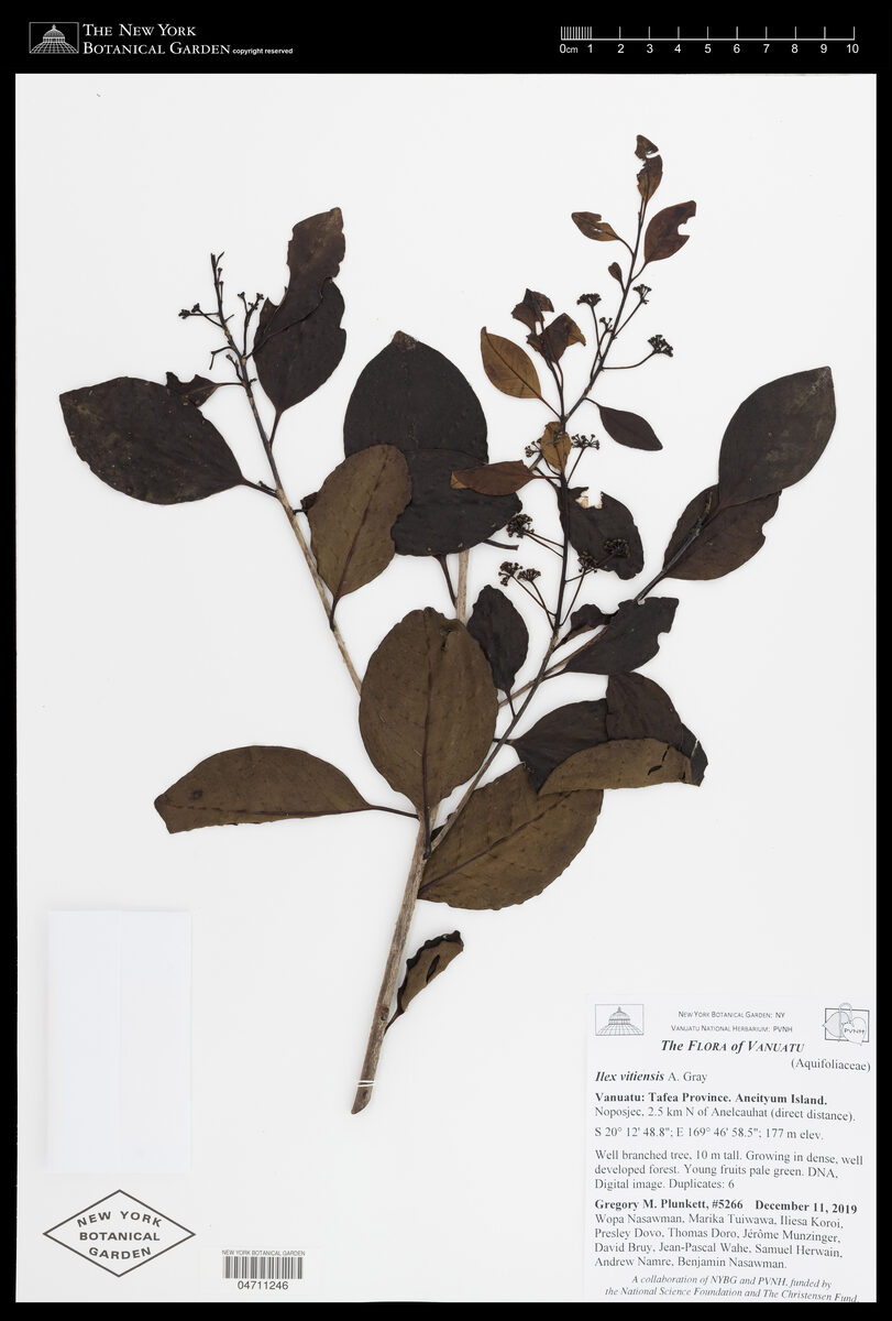 Ilex vitiensis — photo