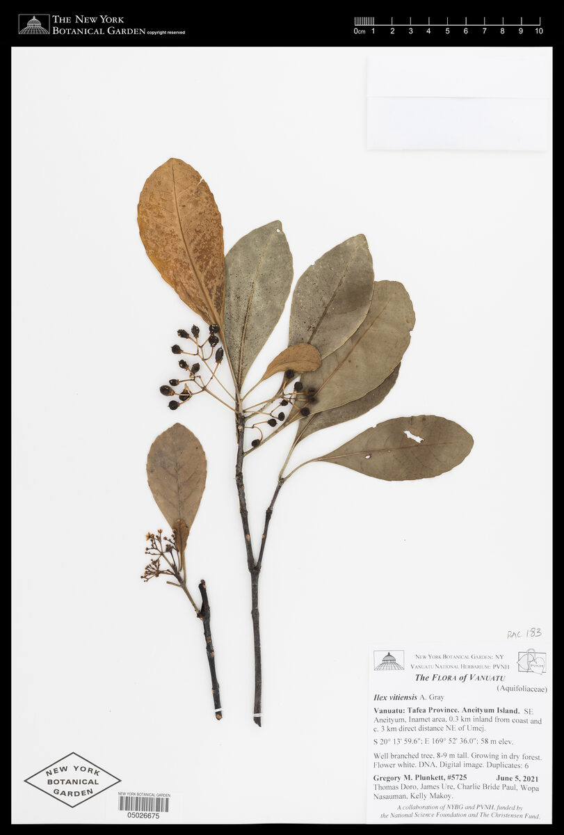 Ilex vitiensis