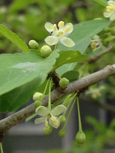 Ilex vomitoria (Yaupon Holly) — photo