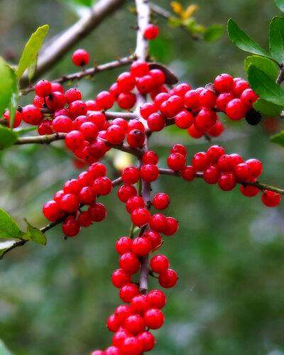 Ilex vomitoria (Yaupon Holly) — photo