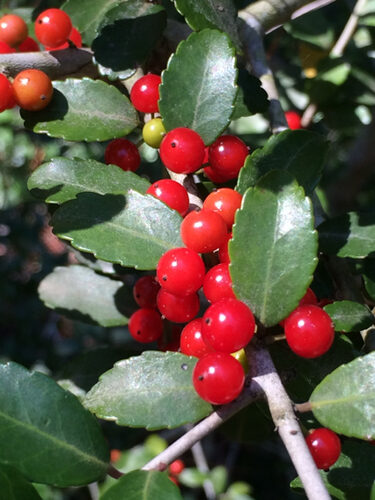 Ilex vomitoria