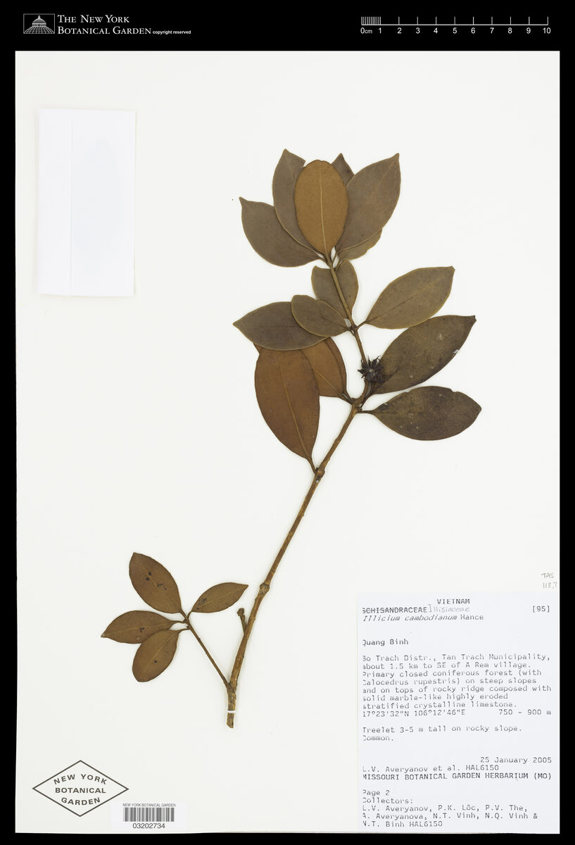 Illicium cambodianum (Cambodian star anise) — photo