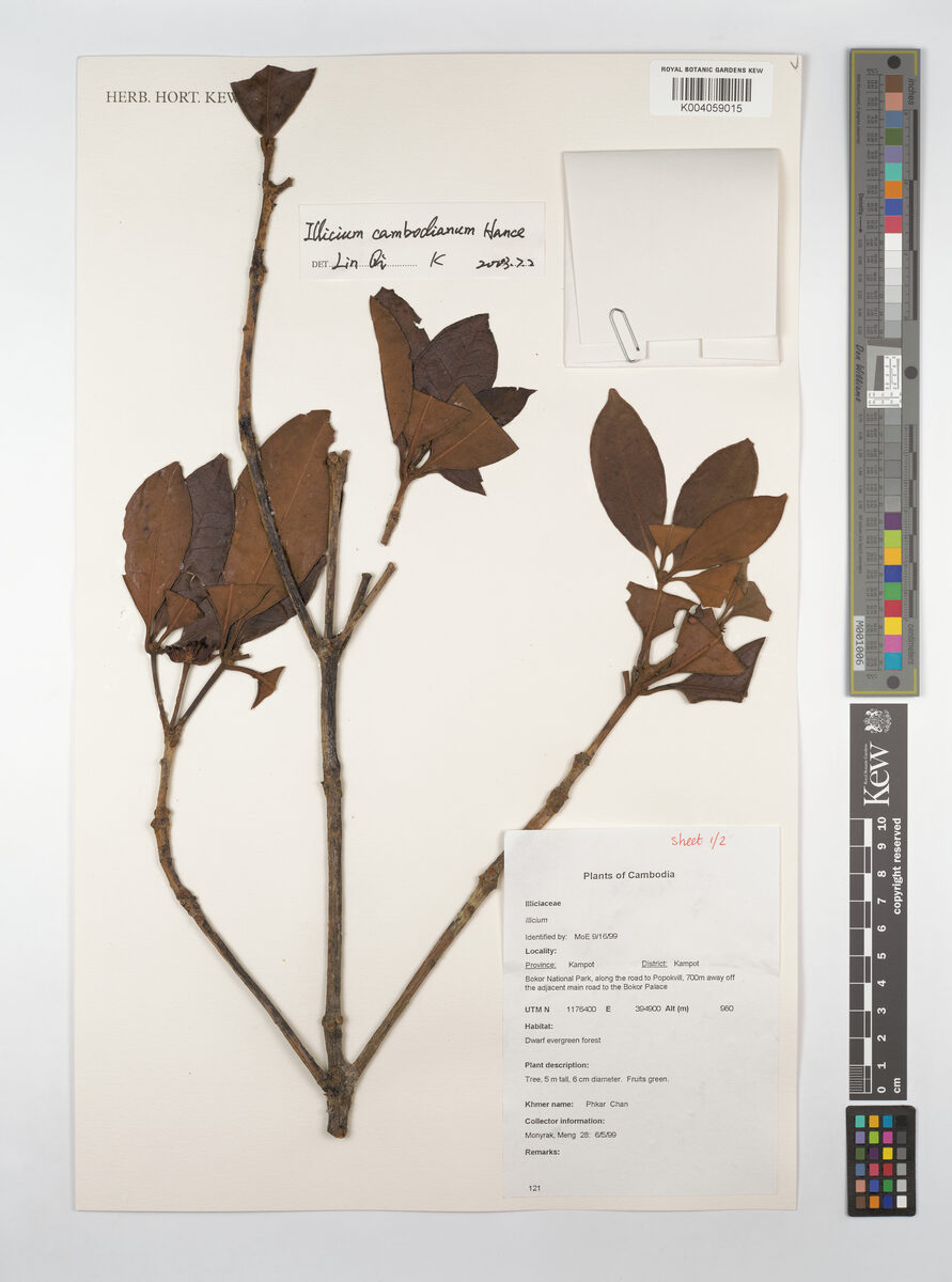 Illicium cambodianum (Cambodian star anise) — photo