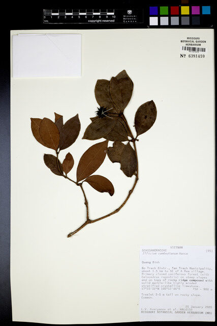 Illicium cambodianum