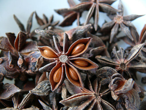 Illicium verum (Ba Jiao Hui Xian) — photo