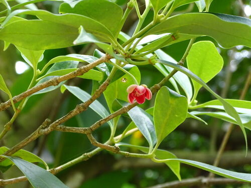 Illicium verum (Ba Jiao Hui Xian) — photo