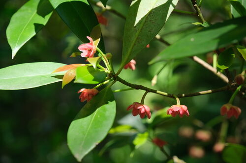 Illiciaceae