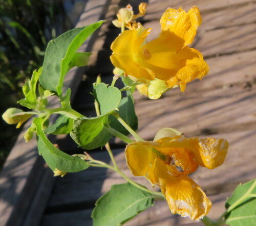 Impatiens aurella (Paleyellow touch-me-not) — photo