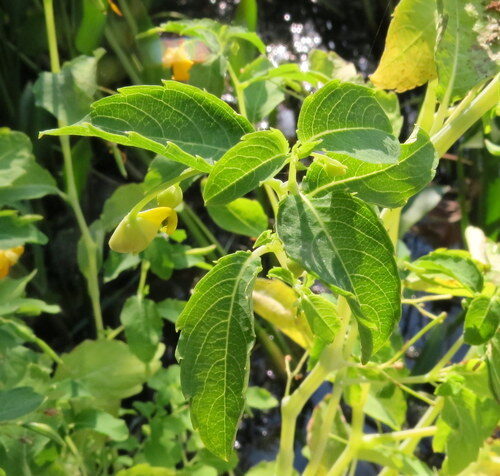 Impatiens aurella (Paleyellow touch-me-not) — photo