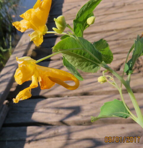 Impatiens aurella