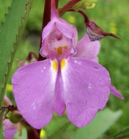 Impatiens balsamina (Rose Balsam) — photo