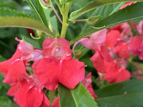 Impatiens balsamina (Rose Balsam) — photo