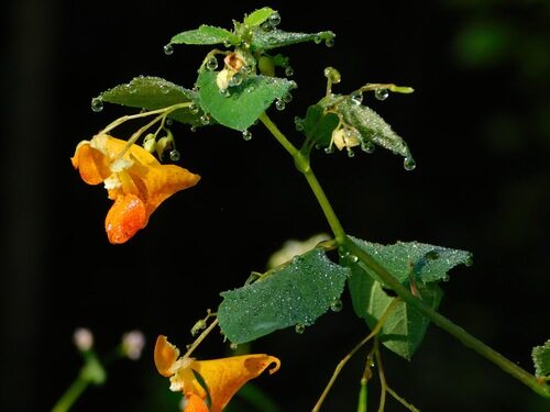 Impatiens capensis (Jewelweed) — photo