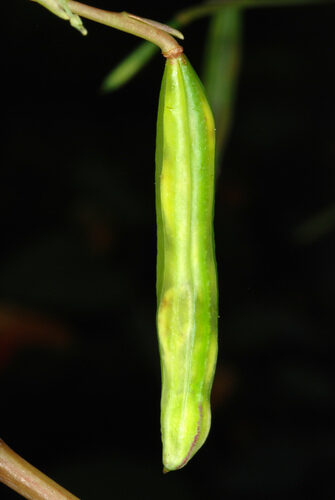 Impatiens capensis (Jewelweed) — photo