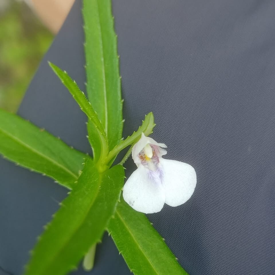 Impatiens ecalcarata — photo