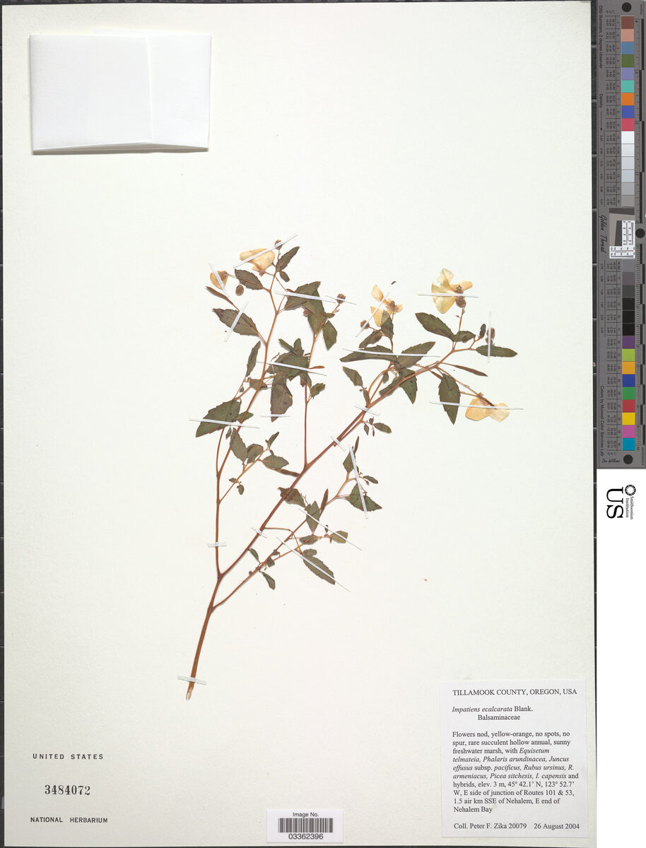 Impatiens ecalcarata — photo
