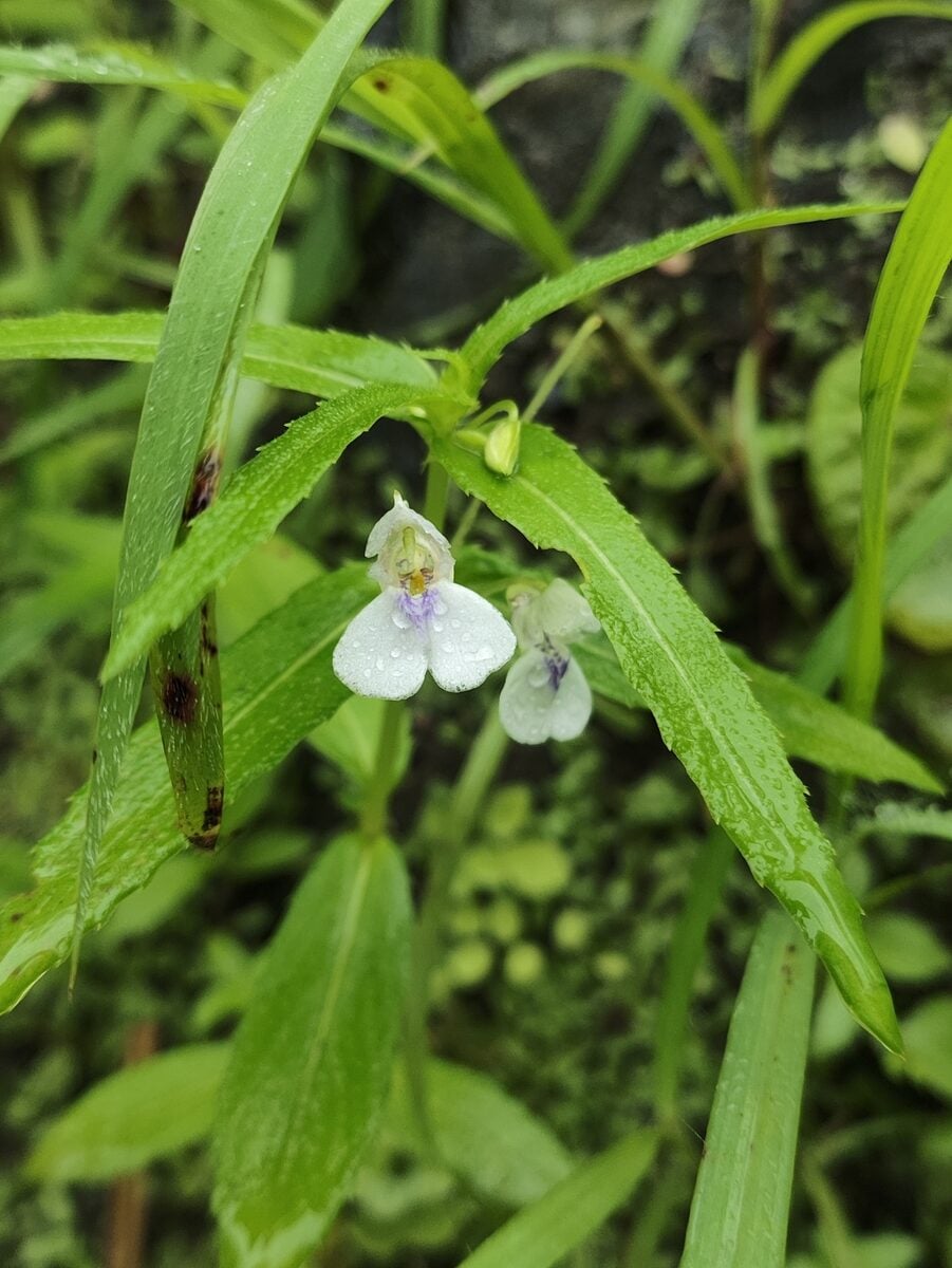 Impatiens ecalcarata