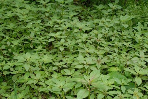 Impatiens glandulifera (Jewelweed) — photo