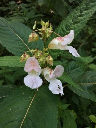 Impatiens glandulifera (Jewelweed) — photo