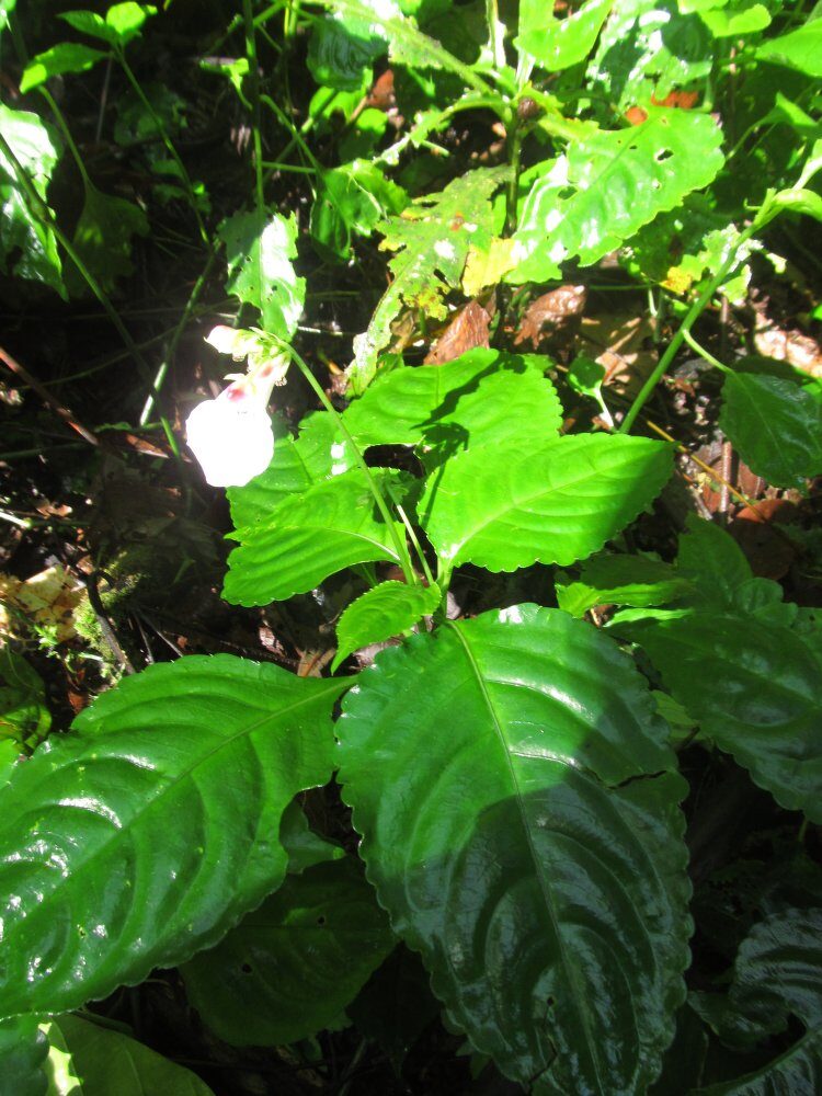 Impatiens macroptera