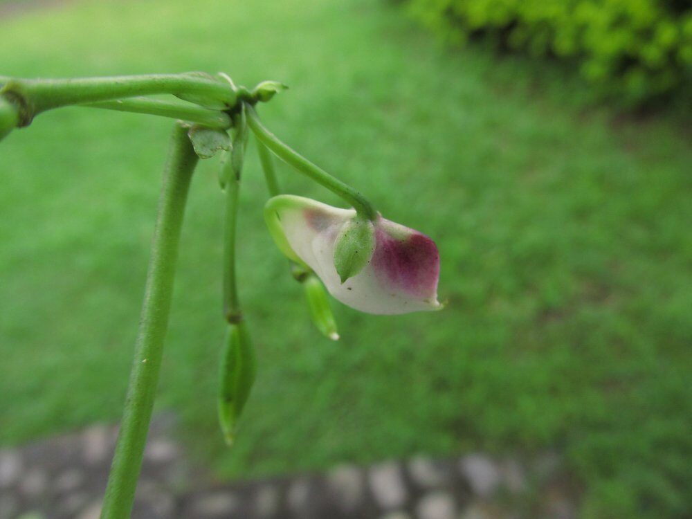 Impatiens macroptera — photo